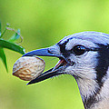 Northern Blue Jay