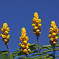 Yellow Flowers Against Blue Sky