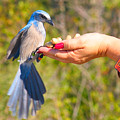 Florida Scrub Jay