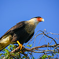 Crested Caracar