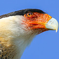 Crested Caracara Face