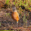 Robin