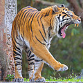 Sleepy Tiger