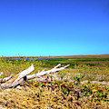 Blacks Creek Bird Preserve, Idaho